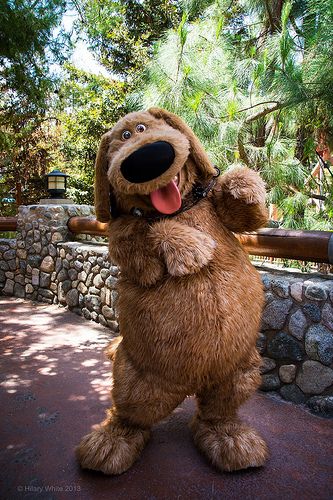 #Dug from #Up at #DisneyCaliforniaAdventure.  Dug is a playful, friendly and loveable dog who is always kind to those he loves. He likes almost everybody he comes across. He is also very good at following rules and can be somewhat of an airhead at times. #smallworldbigfun #characterprofiles Cute Brown Dog, Disney Movie Up, Disney Characters Costumes, Dog Mascot, Disney World Characters, Disney Dogs, Disney Animals, Disney California Adventure, Disney California