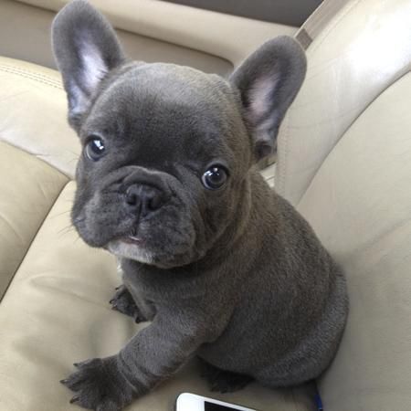 French Bulldog Puppies For Sale | Charlotte, NC Blue French Bulldog Puppies, Grey French Bulldog, Bulldog Francese, Bulldog Puppies For Sale, English Bulldog Puppies, Cute French Bulldog, French Bulldog Puppy, French Bulldog Puppies, Italian Greyhound