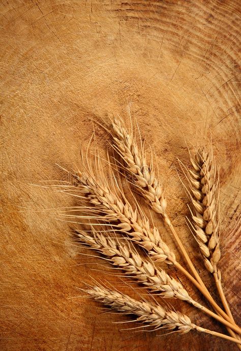 Wheat. On wood grain background , #Ad, #wood, #Wheat, #background, #grain #ad Wheat Grains Photography, Wheat Pictures, Wheat Background, Wheat Photography, Wheat Wallpaper, Baking Wallpaper, Grain Photography, Wheat Bundle, Grain Background