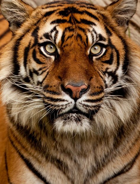 Tiger Portrait, Tiger Poster, Tiger Painting, Tiger Pictures, Bengal Tiger, Great Paintings, Stock Photography Free, Diy Frame, Paint By Number