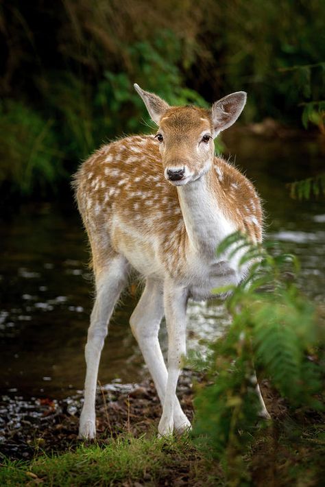 Doe Photography, Fawn Reference Photo, Female Deer, White Tailed Deer Fawn, Moose Deer, Cute Animal Tattoos, Deer Photography, Deer Wallpaper, Deer In A Field