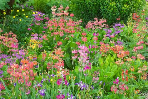 Candelabra Primula, Pond Planting, Water Garden Plants, Shade Gardening, Bog Plants, Sacred Garden, Bog Garden, Yellow Palette, Perennial Flower