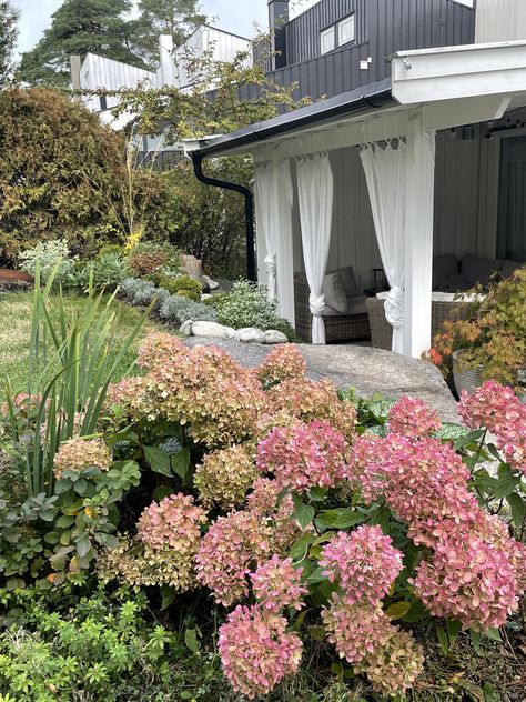 Hydrangea Limelight, Little Lime Hydrangea, Coastal Landscape, Photography Studio, Patio Garden, Studio Photography, Hydrangea, Landscaping, Patio