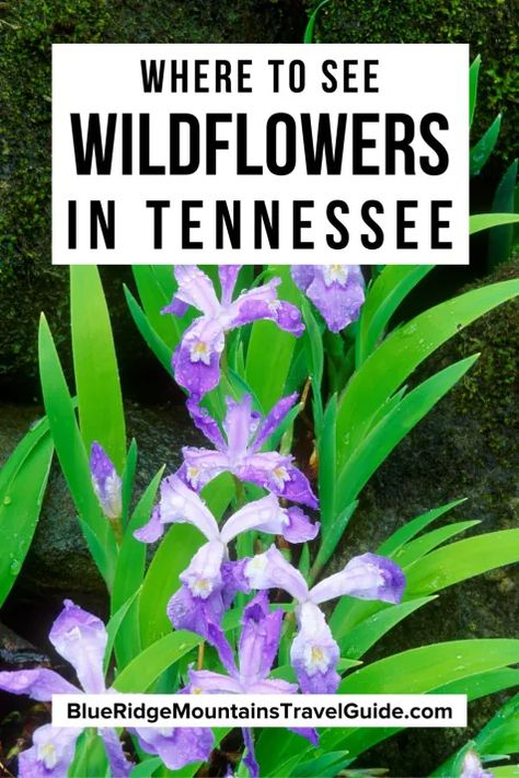 Native Tennessee Flowers, Tennessee Landscaping, Tennessee Wildflowers, Bergamot Plant, Travel Tennessee, Trout Lily, Virginia Bluebells, Blue Wildflowers, Purple Wildflowers