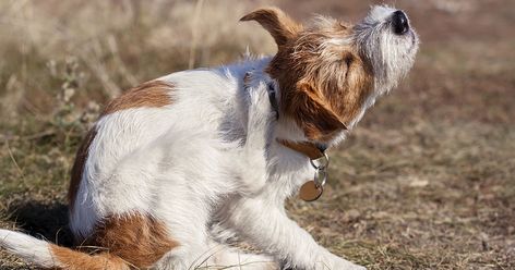 Why is My Dog Itching? | Zoetis Petcare Dog Skin Problem, Pet Remedies, Itchy Ears, Itchy Dog, Dog Itching, Dog Health Care, Dog Allergies, Dog Supplements, Dog Skin