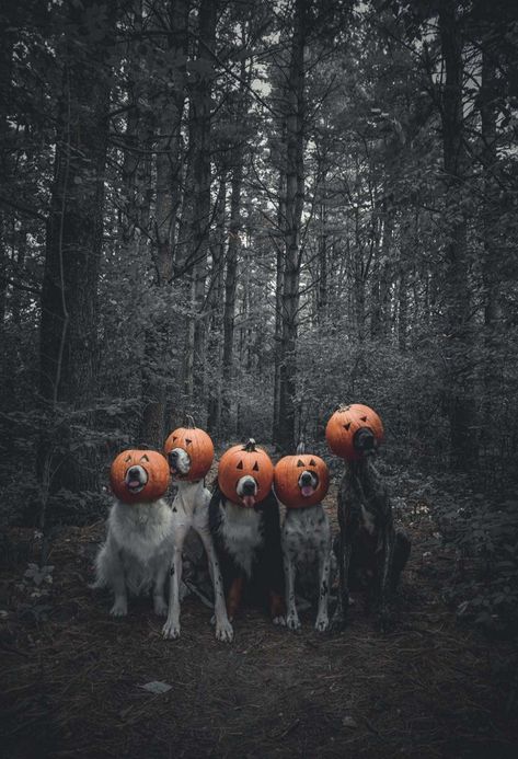 Dog Jack O Lantern Ideas, Dog Photoshoot Halloween, Spooky Dog Photoshoot, Halloween Photoshoot With Dog, Dog Ghost Photoshoot, Dog Halloween Photoshoot, Halloween Dog Photoshoot, Halloween Edits, Dog Costumes Halloween Large