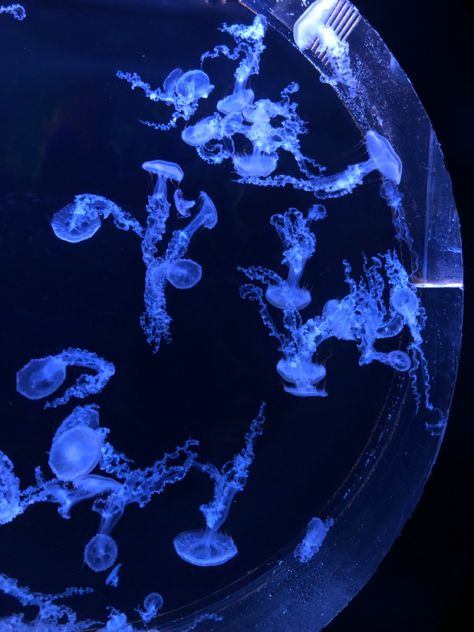 #jelly #jellyfish #pankrac #prague #czechia #seaworld #aquarium Jellyfish Tank Aquarium, Aquarium Jellyfish, Ocean Room Decor, Goldfish Aquarium, Jellyfish Tank, Jellyfish Aquarium, Sea Aquarium, Ocean Room, Blue Jellyfish