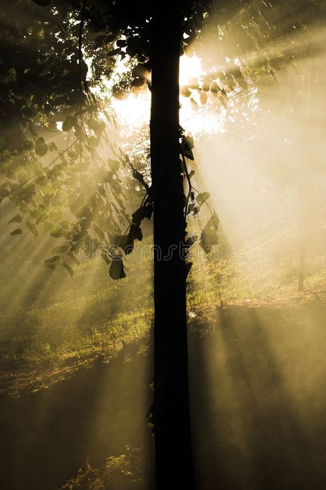 Light tree - sun rays. Morning sun shinning through the tree. Sun rays shine thr , #Sponsored, #sun, #rays, #Light, #tree, #Sun #ad Light Tree, Golden Opportunity, A New Beginning, Morning Inspirational Quotes, 3d Texture, Morning Sun, Sun Rays, Tree Lighting, Photo Lighting