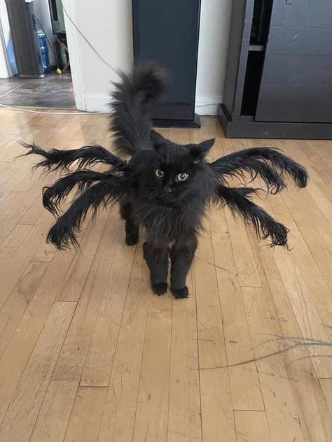 india on Twitter: "everyone look at the Halloween costume my sister got for her cat… " Black Cat Memes, Black Cat Costumes, Fall Cats, Cat Halloween Costume, Pet Halloween Costumes, Animal Costumes, Cat Pumpkin, Fantasias Halloween, Halloween Animals