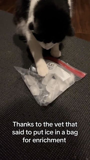 phloofie on Instagram: "Cat mom hack #ice #catmemes #cats_of_instagram #catstagram" Cat Hacks, Mom Hacks, August 12, Pet Training, Cat Owners, Cat Mom, Cat Memes, Cats Of Instagram, Fur Babies