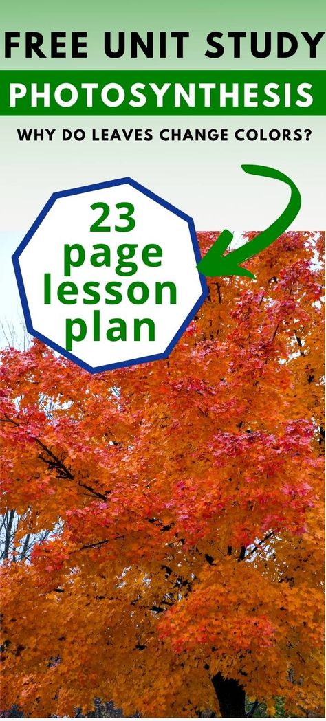 Photosynthesis Lesson Plan, Fall Unit Study, Photosynthesis Activities, Lesson Plan Activities, Fall Lesson Plans, Fall Lessons, Tree Study, Elementary Lesson Plans, Unit Studies