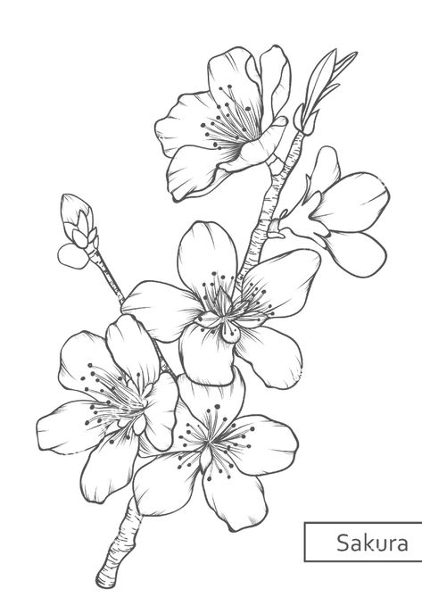 Cherry Blossom Illustration Drawings, Cherry Flower Drawing, Camellia Flower Drawing, Cheery Blossoms Drawing Simple, Hawthorn Flower Drawing, Sakura Sketch, Sakura Flowers Drawing, Chinese Flowers Drawing, Rose Of Sharon Drawing