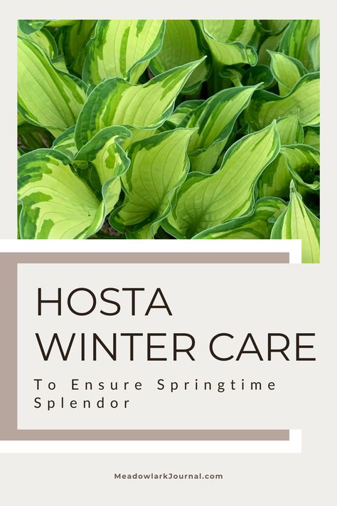 green hosta winter care to ensure spingtime splendor Hosta Care Tips, Hosta Winter Care, How To Split Hostas Plants, Splitting Hostas, When To Plant Hosta Bulbs, Hostas Landscaping, Best Time To Transplant Hostas, Fragrant Bouquet Hosta, Hosta Care