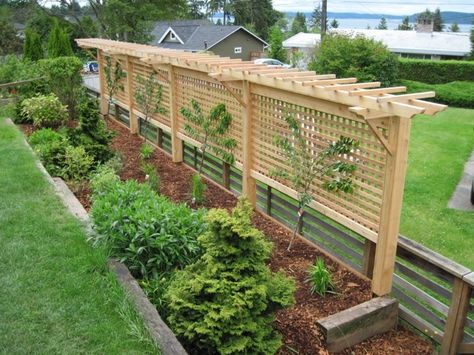 This picture shows 2 espaliered cherry trees & 2 espaliered apple trees on a lattice pergola/trellis. The combination of plants and lattice provides privacy ... Decks Ideas, Garden Trellis Designs, Garden Privacy Screen, Vine Trellis, Garden Privacy, Garden Vines, Plants Growing, Garden Arbor, Backyard Pergola