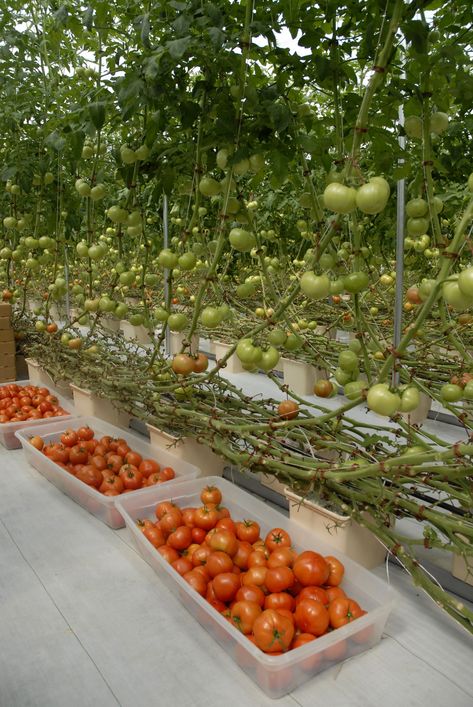 These 8-month-old hydroponic tomato vines are 30 feet long and producing close to 4,000 pounds of tomatoes per week at St Bethany Fresh farm in Pontotoc County on Aug. 2, 2012. The 3,000 plants in the 12,000-square-foot greenhouse produced 6,000 pounds of tomatoes per week during the peak weeks in April and May. (Photo by MSU Ag Communications/Linda Breazeale) Hydroponic Tomatoes, Tanaman Tomat, Aquaponics Diy, Hydroponic Farming, Aquaponic Gardening, Hydroponic Growing, Vertical Farming, Aquaponics System, Eat Healthier