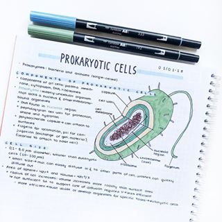 #productiviteechallenge day 9 - a diagram! 🌼 Just got home and I’m too tired to write a proper caption, but I hope that you’re doing well!! 💫 Prokaryotic Cell, Study Biology, Medical Student Study, College Notes, Biology Lessons, Medical School Inspiration, Nursing School Notes, Medical School Studying, School Organization Notes