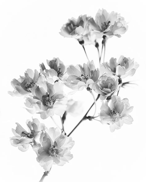 https://flic.kr/p/e1uYqE | Cherry Blossom Black and White | Sakura Tattoo Black And White, Black Cherry Blossom Tattoo, Black White Cherry Blossom Tattoo, Black And White Cherry Blossom Tattoo, Japanese Blossom Tattoo Black And White, Sakura Tree Tattoo Black And White, Xray Flower Tattoo, Black And White Flower Painting, Xray Flower Cherry Blossom