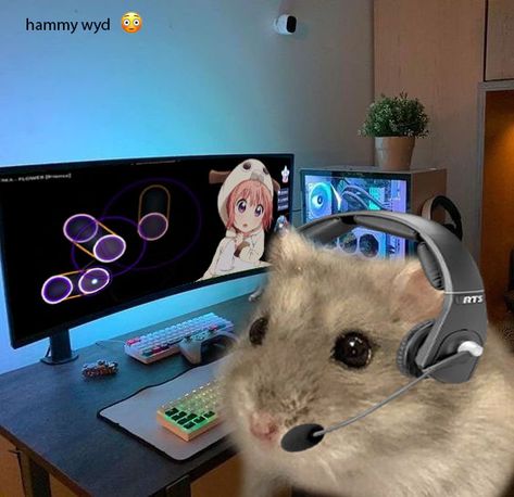 Hamster Random, Hamster Icon, Hamster Funny, Osu Game, Hamster Pics, Funny Hamsters, Funny Mouse, Cute Hamsters, Cute Animal Photos