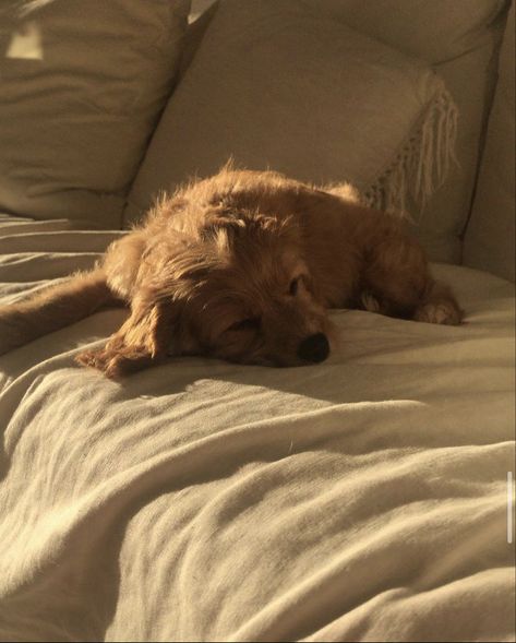 Dog Vintage Aesthetic, Blonde Dog Aesthetic, Dog Sleeping Aesthetic, Cozy Dog Aesthetic, Couple And Dog Aesthetic, Dog Mum Aesthetic, Golden Dog Aesthetic, Brown Dog Aesthetic, Matthew Fairchild Aesthetic