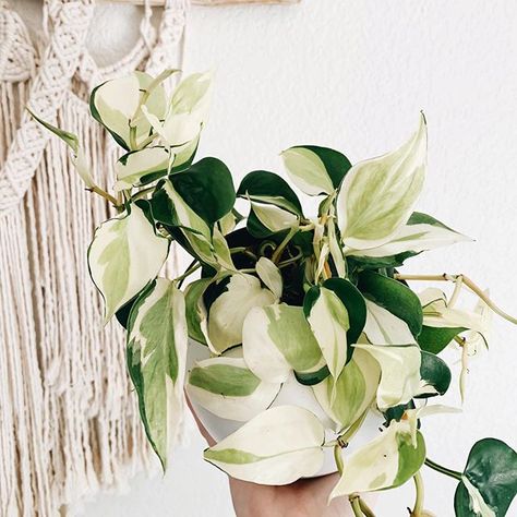 Philodendron “Gabby” Philodendron Gabby, Types Of Pothos, Plant Goals, Plant Wishlist, Garden Walkway, Patio Garden Design, Indoor Jungle, Plants Indoor, Mother Plant