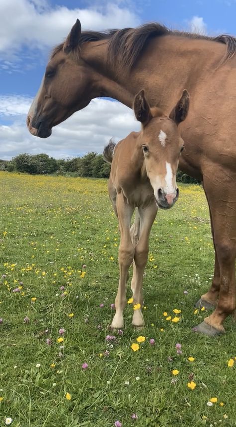 Horsey Life, Horse Breeder, Equestrian Aesthetic, Horse Aesthetic, Baby Horses, Most Beautiful Animals, Chestnut Horse, Horse Ranch, Equestrian Life