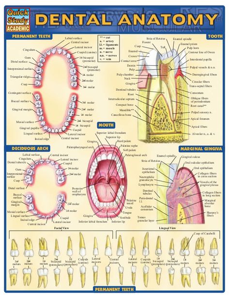 Dental Assistant School, Dental Hygienist School, Dental Assistant Study, Dental Hygiene Student, Kedokteran Gigi, Dental Hygiene School, Dental Anatomy, Dental Fun, Dental Facts