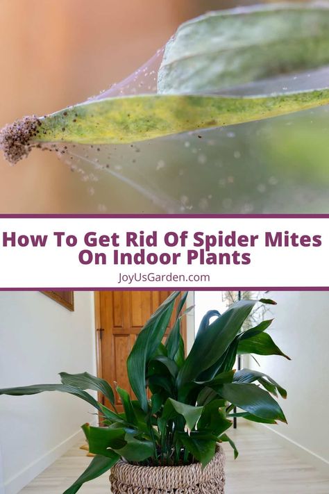 Houseplant Leaves, Indoor Plant Care Guide, Spider Control, Easy Indoor Plants, Get Rid Of Spiders, Alocasia Plant, Spider Mites, Plant Pests, Iron Plant