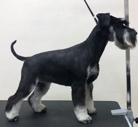 20 Best Schnauzer Haircuts for Dog Lovers - The Paws Schnauzer Cut Haircuts, Standard Schnauzer Grooming, Snauzer Haircut, Mini Schnauzer Grooming Haircuts, Schnauzer Haircut Hairstyles, Schnauzer Grooming Styles, Miniature Schnauzer Haircut, Schnauzer Haircuts, Cutest Haircuts