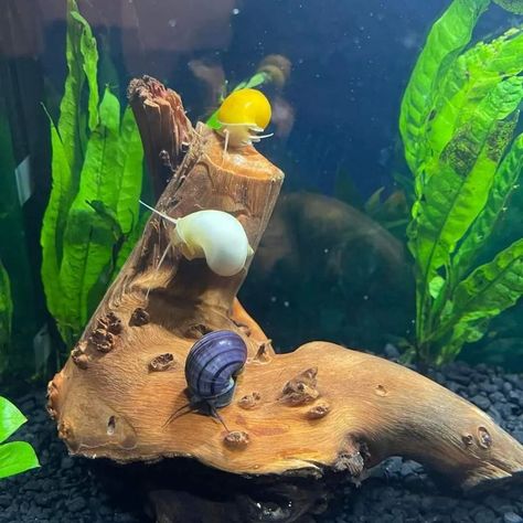 Snail Tank Aquariums, Aquatic Snail Tank, Mystery Snail Tank, Snail Aquarium, Mystery Snails, Betta Tank Mates, Bowl Aquarium, Aquarium Snails, Snail Tank