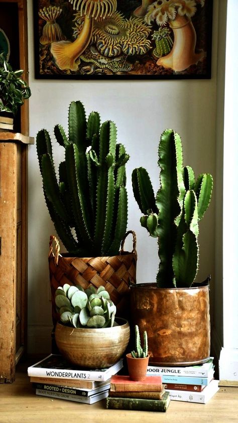 Cactus In Home, Summer Pots, Zen Nature, Island Beach House, Living Room Plants, Growing Plants Indoors, Succulent Gardening, Southwestern Design, Metal Vase