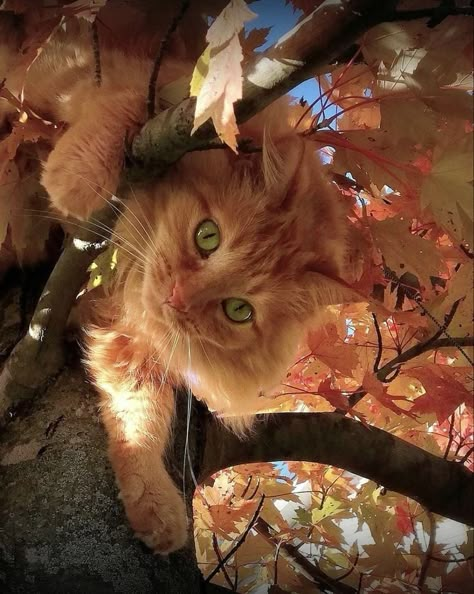 Fall Cats, Iphone Wallpaper Fall, Sunflower Wallpaper, Orange Cats, Curious Cat, Cat Character, Red Cat, Cat Photography, Ginger Cats