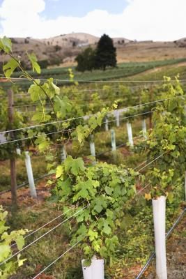 How to Grow Grape and Raspberry on the Same Trellis--I have bene looking for something like this--I have tons of raspberries but just am getting into grapes.... Grapevine Fence, Grape Arbors, Squash Trellis, Raspberry Trellis, Hardy Kiwi, Grape Vine Trellis, Grow Grapes, Concord Grapes, Grape Growing