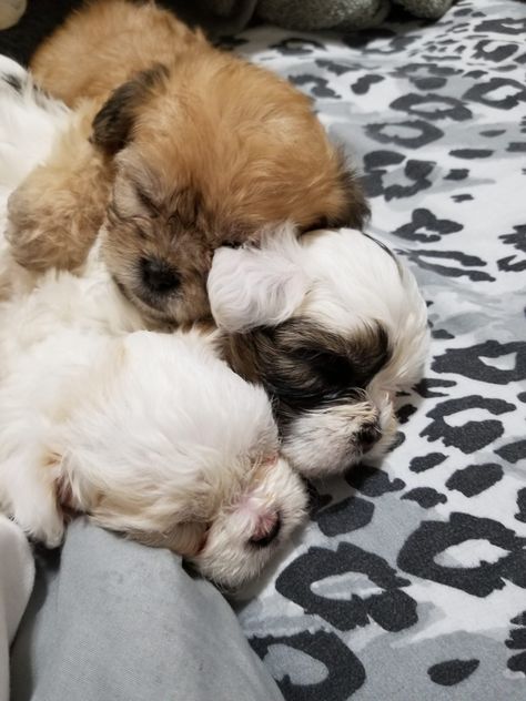 Puppies for sale Shorkie Puppies For Sale, Shorkie Puppies, Cute Puppies For Sale, Puppies For Sale Near Me, Pound Puppies, Boxer Puppies, Pets For Sale, Goldendoodle, Puppies For Sale