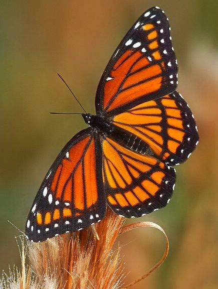 Viceroy Butterfly, About Butterflies, Beautiful Butterfly Pictures, Dragonfly Insect, Beautiful Butterfly Photography, Butterfly Species, Butterfly Images, Butterfly Photos, Butterflies Flying