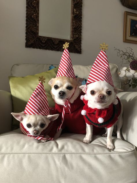 Trio Christmas Pfp, Chihuahua Christmas, Christmas Pets, Christmas Cuties, Chihuahua Art, Goofy Dog, Cute Funny Pics, Puppy Accessories, Christmas Dogs