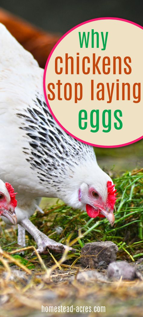 Chickens Laying Eggs, Raising Chicken, Egg Laying Chickens, Types Of Chickens, Backyard Chicken Farming, Chicken Health, Chicken Eating, Laying Hens, Raising Backyard Chickens