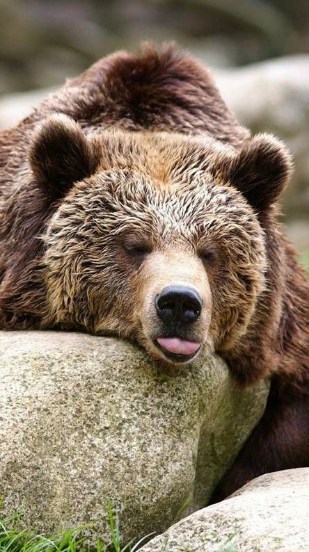 Bear Phone Wallpaper, Phone Wallpaper Hd, Interest Board, Brown Bears, American Animals, Bear Hugs, Panda Bears, Bear Photos, Funny Bears