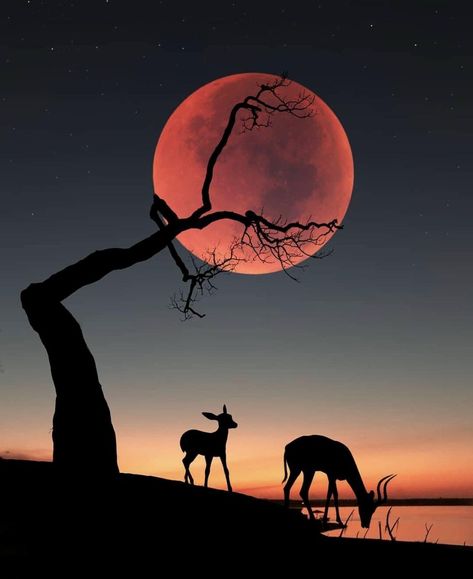 Moonrise dreams  Photo by @abdullah_evindarpic.twitter.com/YPfHiMmtbx Painting Silhouettes, Galaxy Animals, Earth Pictures, Moon Photos, Image Nature, Moon Pictures, Moon Photography, Red Moon, Blood Moon