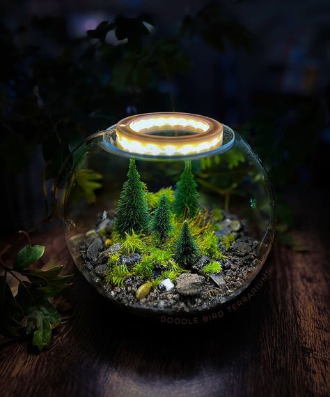 Planted Terrarium, Terrarium Scene, Halo Light, Terrarium Jar, Terrarium Bowls, Beautiful Terrariums, Grow Lamps, Moss Terrarium, Moss Garden