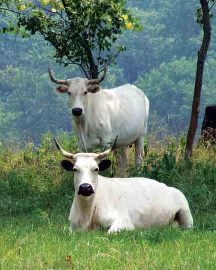 Heritage Cattle Breeds for the Small Farm White Cows, Small Farms, Bull Cow, Cattle Breeds, Beef Cattle, Cow Calf, Sustainable Agriculture, Rare Animals, Rare Breed