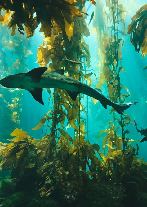 Ocean Adventure, Fauna Marina, Kelp Forest, Shark Gifts, Underwater Life, Ocean Vibes, Marine Biology, Marine Animals, Ocean Creatures