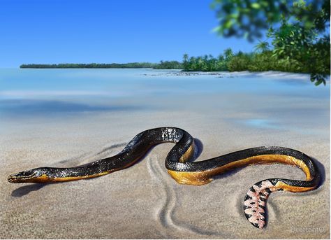 Sea Snake, Amazing Animal Pictures, Costa Rica Travel, Water Life, Aquatic Animals, Reptiles And Amphibians, Ocean Creatures, Endangered Species, Sea And Ocean