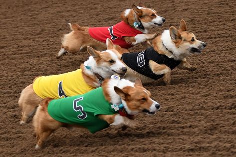 Corgi Racing Is Just as Adorable and Hilarious as You Expect It to Be Corgi Race, International Dog Day, Corgi Butts, Feel Good Stories, Friends Day, American Kennel Club, Big Time, Zoo Animals, Pet Parent