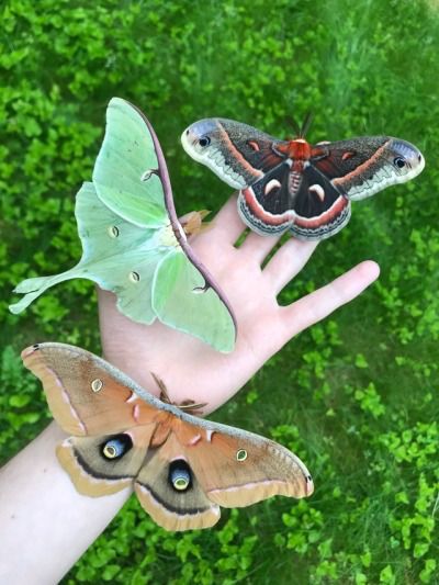 Castle Model, Colorful Moths, Cute Moth, Capture The Moment, Beautiful Bugs, Creepy Crawlies, Pretty Animals, Bugs And Insects, Beetles