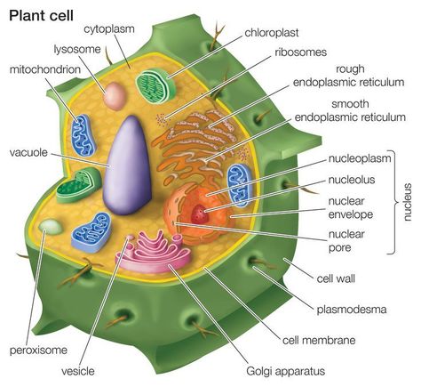 Get Familiar With the Different Types of Specialized Plant Cells Plant Cell Picture, Plant Cell Drawing, Plant Cell Labeled, 3d Plant Cell, Plant Cell Project, Plant Cell Diagram, Plant Cell Structure, Plant Cell Model, Animal Cell Project