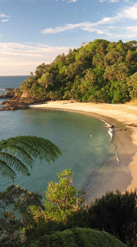 Overlooking Whale Bay from the walking track leading down to the gorgeous bay..NZ Background Ocean, Aesthetic Island, Aesthetic Traveling, Traveling Aesthetic, Island Aesthetic, New Zealand Beach, Ocean Background, Wallpaper Beach, Nz Travel