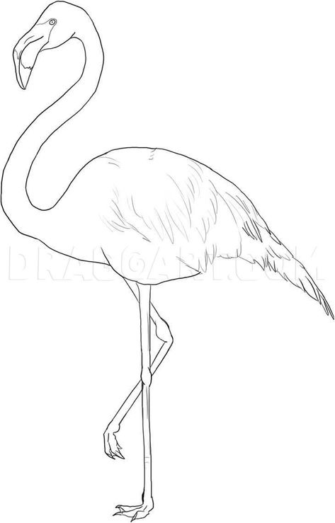 How To Draw Flamingo Step By Step, Flamingo Drawing Pencil Sketches, Flamingo Drawing Realistic, Flamingo Illustration Art, Flamingo Bird Drawing, Drawing A Flamingo, Flamingo Art Drawing, Flamingo Sketch Drawings, How To Paint A Flamingo Step By Step