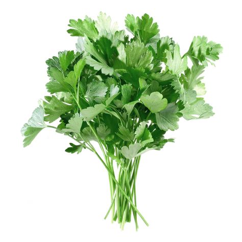 Parsley Parsley Benefits, Growing Parsley, Fall Allergies, Metabolic Diet, Natural Remedy, Herb Seeds, Coriander Seeds, Mini Garden, Natural Living