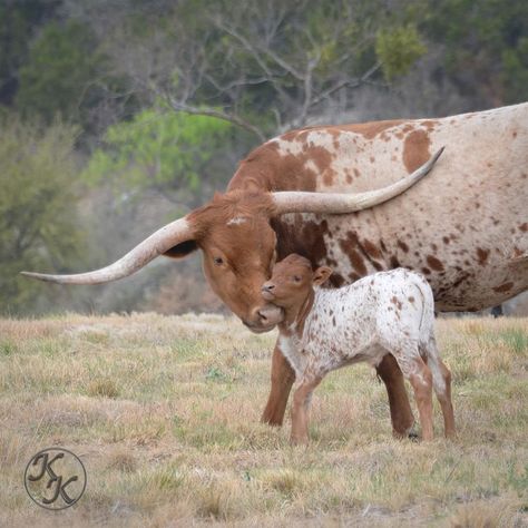 Cattle Pictures, Longhorn Calf, Texas Stamp, Ranch Animals, Texas Longhorn Cattle, Longhorn Steer, Longhorn Cattle, Longhorn Cow, Farm Lifestyle