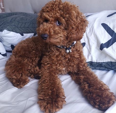 Goldendoodle Red, Standard Poodle Teddy Bear, Poodle Teddy Bear Cut, Poodle Puppy Cut, Poodles Puppies, Teddy Bear Poodle, Poodle Haircut Styles, Goldendoodle Grooming, Toy Poodle Puppy